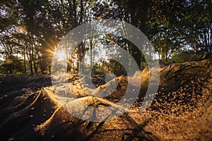 Spider on the spider web or cobweb and light of sunset photo