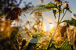 Spider on the spider web or cobweb and light of sunset