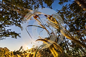 Spider on the spider web or cobweb and light of sunset