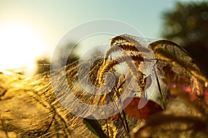 Spider on the spider web or cobweb and light of sunset