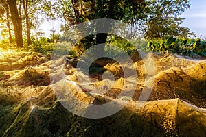 Spider on the spider web or cobweb and light of sunset photo