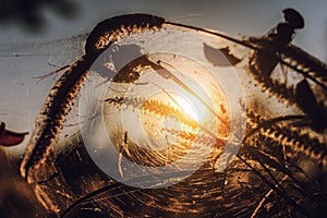 Spider on the spider web or cobweb and light of sunset photo