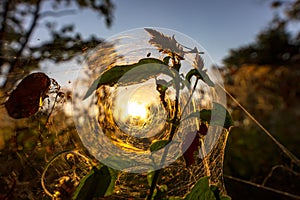 Spider on the spider web or cobweb and light of sunset photo