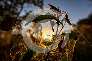 Spider on the spider web or cobweb and light of sunset photo
