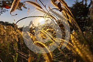 Spider on the spider web or cobweb and light of sunset photo