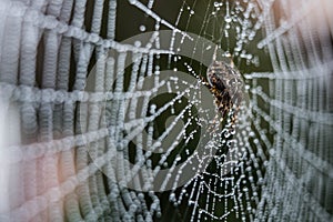 A spider with spider web full of dew drops photo