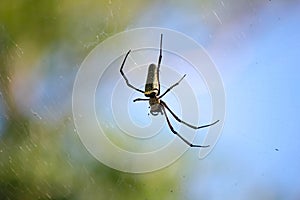 Spider on a spider web with a green background