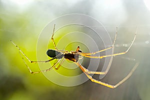 Spider on spider web after rain