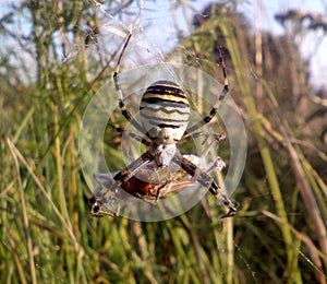 Spider and spider web