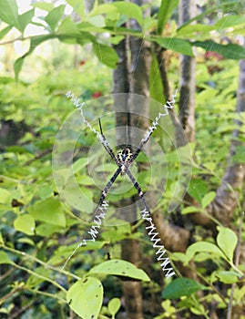 Spider photo