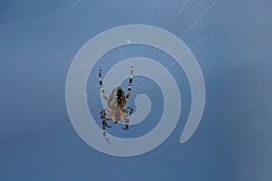 Spider