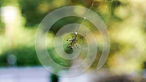 Spider on spiderweb