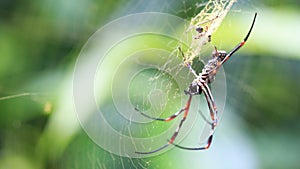 Spider on spiderweb