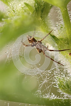 Spider and spiderwebs in morning