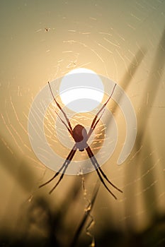 Spider spin the web