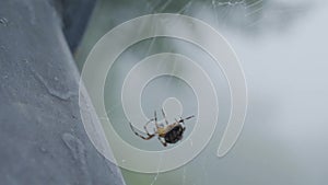 A spider spinning its web in the forest. Spider spinning a web