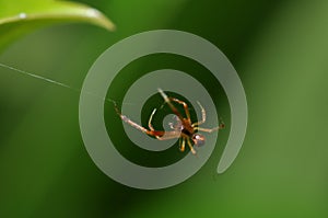 Spider spinning web