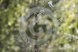 Spider spins a spiderweb on a sunny day in the forest. Wild life and arachnophobia
