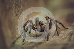 spider standing on the floor, close up macro shot. Wolf spider. Lycosa erythrognatha