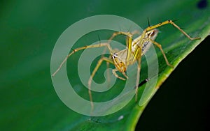 Spider standing on leaves