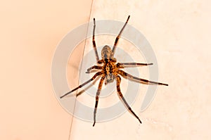 A spider is standing on a white surface