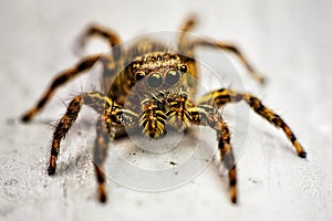 The spider stared with its big eyes