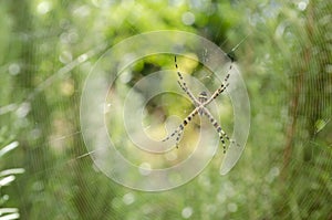 Spider At Center Of Web