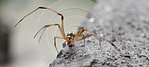 Spider on stone photography