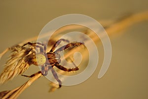 Spider on a straw closeup