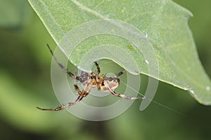 Spider stretches the net under the leaf