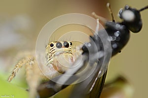 Spider sucking a fly - front