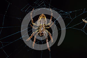 Spider suspended over his spider web inside of the Cuyabeno National Park, in Ecuador photo