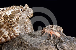 Spider-tailed horned viper Pseudocerastes urarachnoides