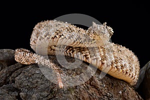 Spider-tailed horned viper Pseudocerastes urarachnoides