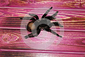 Spider tarantula Brachypelma albopilosum