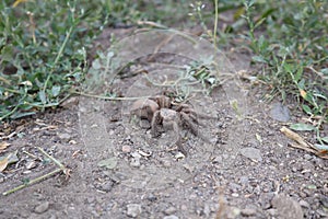 Spider tarantula female spider tarantula in the nature  close up of tarantula  closeup tarantula insects, insect, bug, bugs, anima