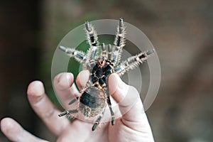 Spider tarantula in the hand of man. Close-up are the canines of a spider