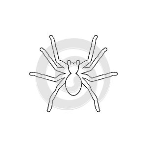 spider tarantula icon. Element of insect for mobile concept and web apps icon. Thin line icon for website design and development,