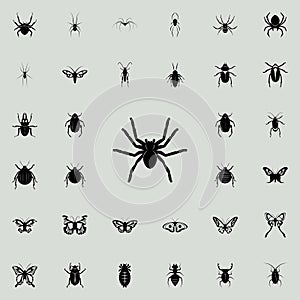 spider tarantula icon. insect icons universal set for web and mobile