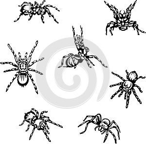 spider, tarantula, insect, danger, bite, black, vector, graphics, design, sign, image, isolated, illustration