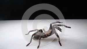 Spider Tarantula isolated on white background. tarantula; a large hairy spider found chiefly in tropical and subtropical America, photo