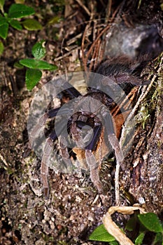 Spider tarantula out from nest
