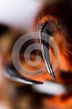 Spider tarantula Phormictopus auratus closeup. Photo dangerous spiders teeth with holes from which digestion fluid is injected photo