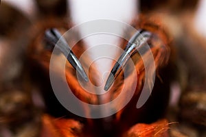 Spider tarantula Phormictopus auratus closeup. Photo dangerous spiders teeth with holes from which digestion fluid is injected photo