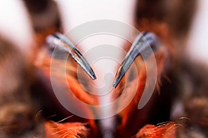 Spider tarantula Phormictopus auratus closeup. Photo dangerous spiders teeth with holes from which digestion fluid is injected photo