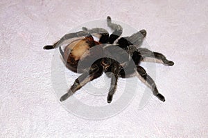 Spider tarantula species