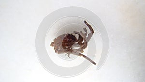 Spider , tarantula. spider skin | shed spider skin.  on a white background. insect, insects, bug, bugs, animal, animals, w