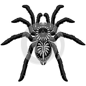 Spider Tarantula Tattoo Style Black and White