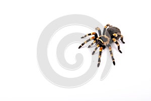 Spider Tarantula top view. Horror scary spider on white background. Human fear of arachnophobia