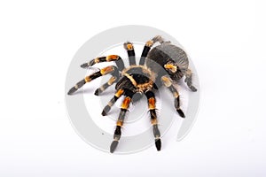 Spider Tarantula top view. Horror scary spider on white background. Spider Tarantula brachypelma smithi on white background.